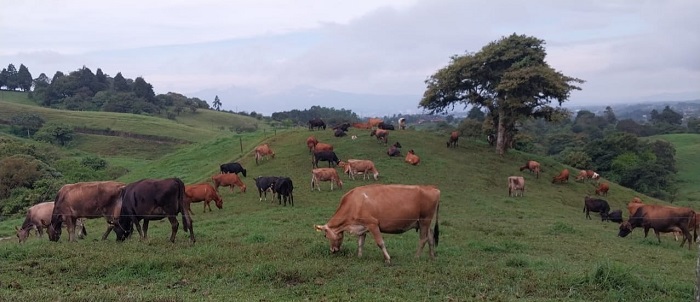 TRAZABILIDAD BOVINA SIGNIFICA IMPUESTOS VERDES Y CONTROL ABSOLUTO EN EL CORTO PLAZO